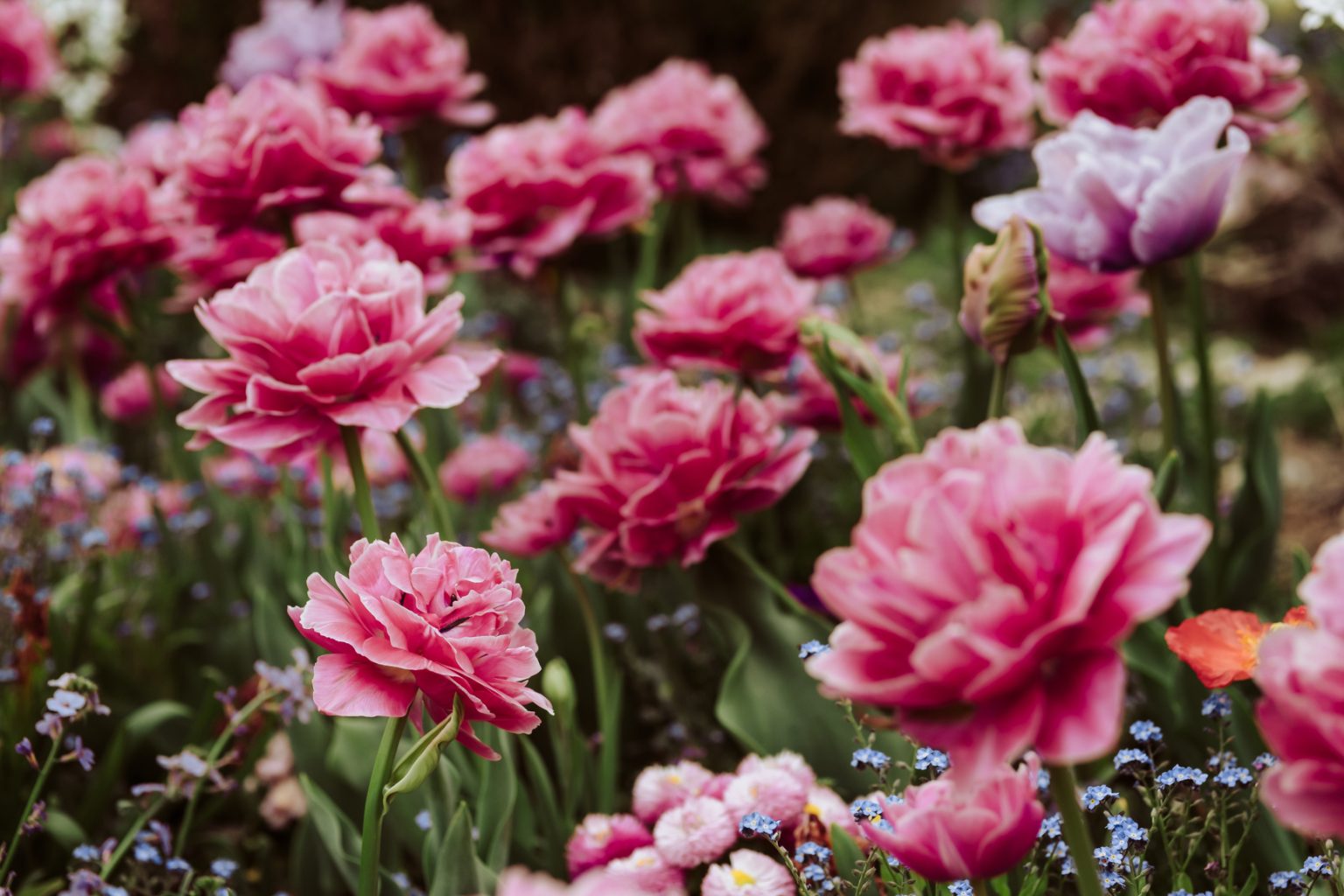 flowers